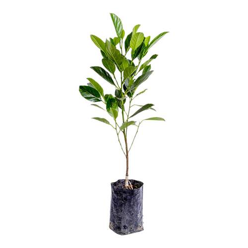 菠萝蜜树树苗嫁接泰国红肉干苞海南四季榴莲蜜木菠萝蜜果树苗庭院