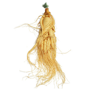 人参泡酒专用鲜人参新鲜长白山单支一斤500g克特大生人参保鲜人参