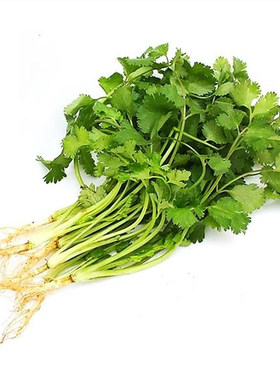 三天出香菜种子大叶芫荽种籽