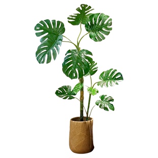 龟背竹客厅大盆栽老桩品种龟背竹绿植室内高级感客厅大型落地植物