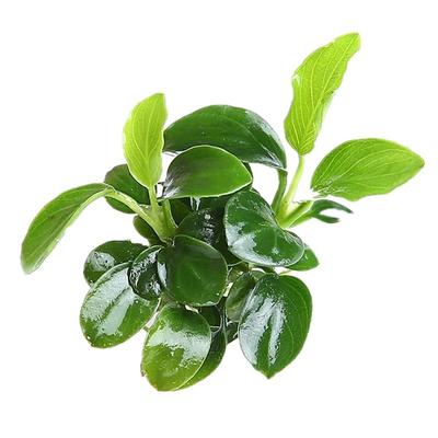 迷你小水榕水草绑沉木阴性水草