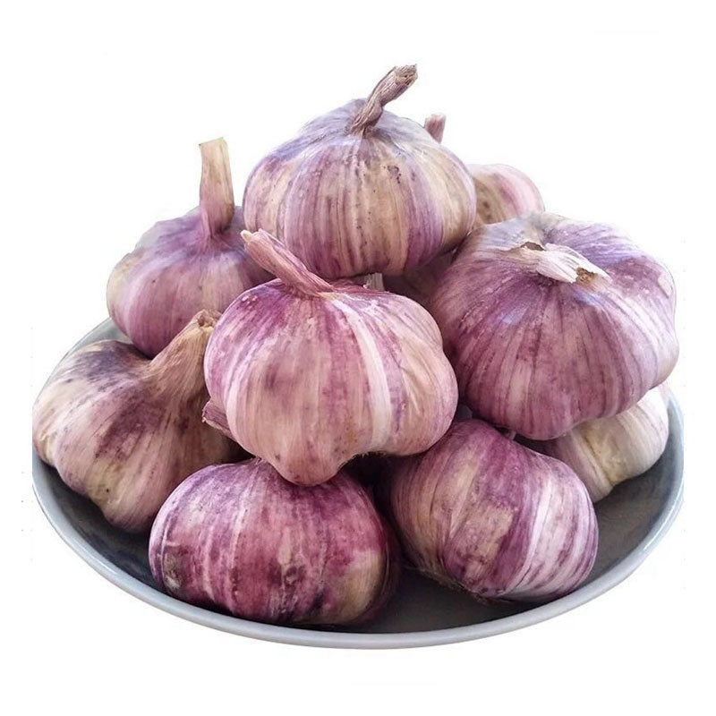 云南紫皮大蒜香辣腊八多瓣中大果