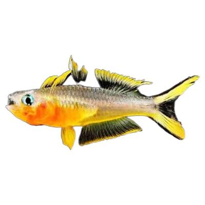 热带观赏活鱼好养宝莲灯斑马淡水鱼苗天使孔雀小型红绿灯科鱼合集