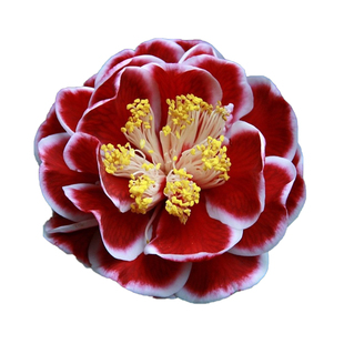 种花王大爷 茶花盆栽植物木本花卉浓香型庭院室内四季好养山茶花