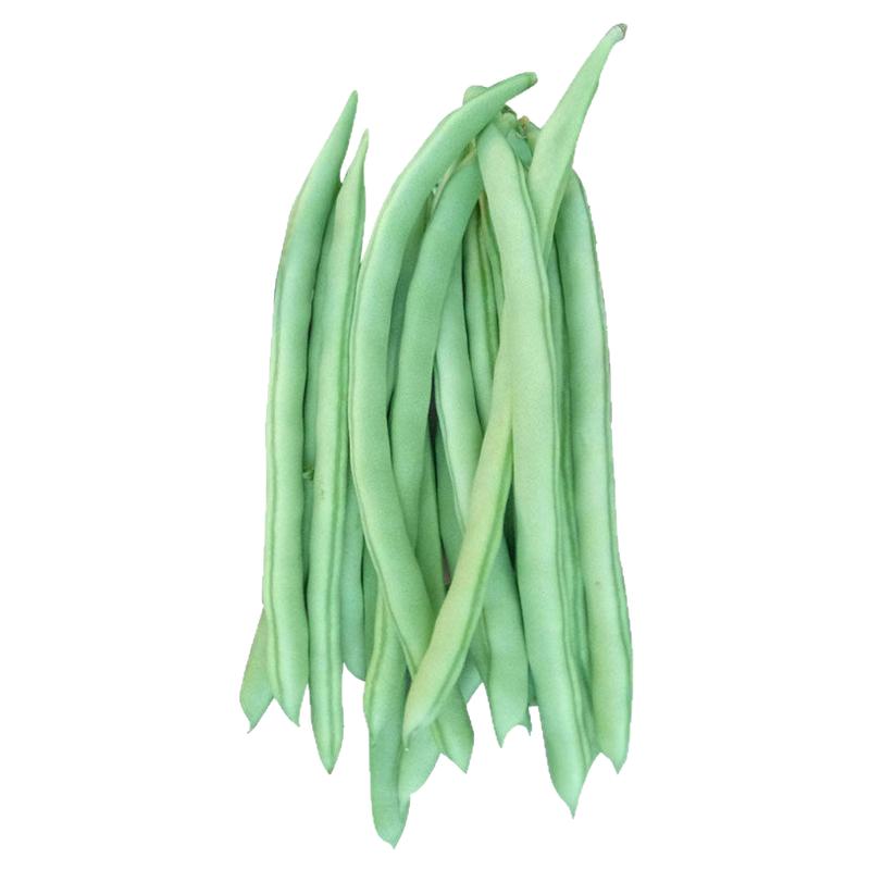 高产早熟红花有架四季豆种子爬藤四季播芸豆豆角种子无筋四季豆种
