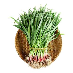 香蒜叶当季蔬菜新鲜现挖农家红头红根蒜苗新鲜紫皮大蒜苗青蒜苗