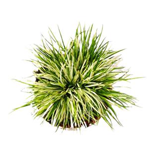 菖蒲草微型盆景金钱黄金姬贵船苔龟缸造景水培好养小绿植四季常青