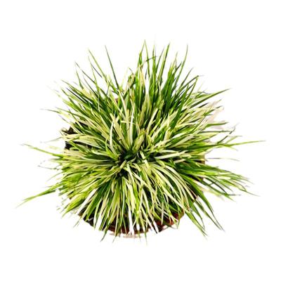 金钱菖蒲草盆景水培好养四季常青