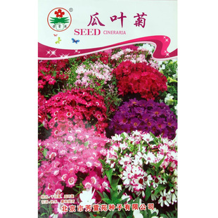 瓜叶菊四季易种易活花籽盆栽室内花卉冬季花种子冬天植物秋冬播种