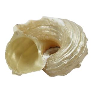 天然海螺贝壳银口圆刺螺卷贝鱼寄居蟹替换壳鱼缸造景摆件收藏标本