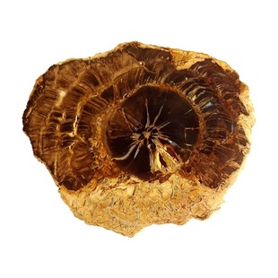 古生物三叶虫贝壳石燕贝树叶珍稀树种树化石苏铁漂亮客厅摆件2969