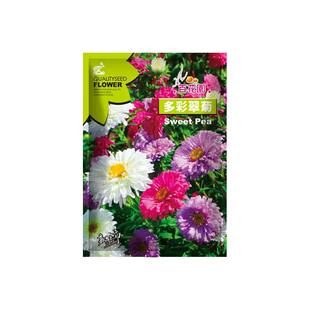 菊花种子多彩翠菊种籽重瓣四季阳台庭院盆栽易活花草翠菊花卉种孑