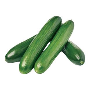 水果黄瓜种子种籽孑苗春季盆栽秧蔬菜青瓜小南方菜苗嫁接秧苗黄爪