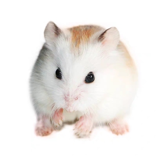 小仓鼠银狐紫仓宝宝布丁奶茶老公公婆婆活物包健康包风险一只包邮