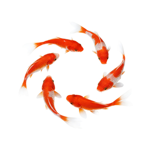 草金鱼观赏鱼红草金新手鱼懒人鱼红锦鲫好养活冷水鱼小金鱼鱼苗