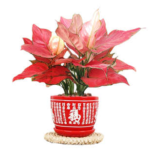 吉利红盆栽绿植花卉如意皇后室内客厅好养易活美观红火植物大盆景