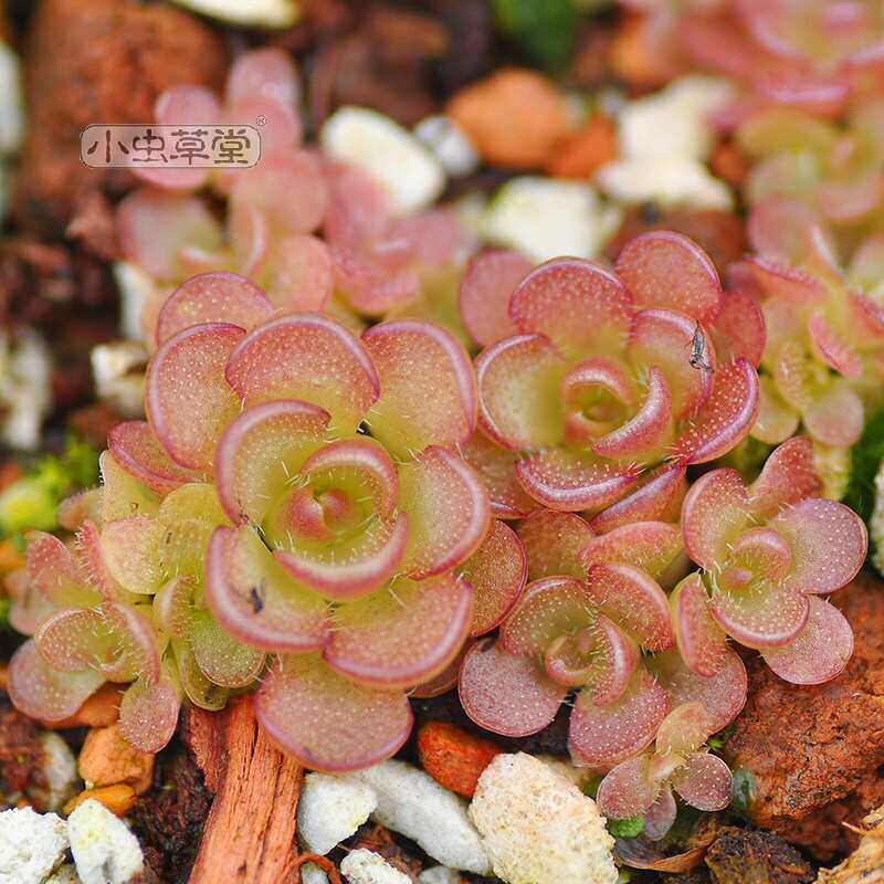 近藤捕虫堇食虫植物吃虫小黑飞蚊多肉植物盆栽食虫草食人花捕蝇草