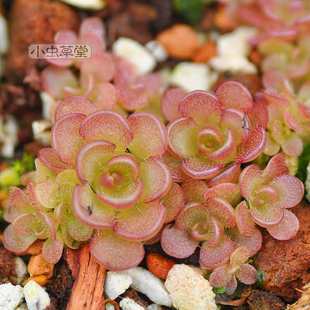 近藤捕虫堇食虫植物吃虫小黑飞蚊多肉植物盆栽食虫草食人花捕蝇草