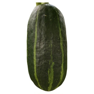 小福星南瓜种子蔬菜种籽甜面瓜板栗四季盆栽春季夏秋冬季水果种孑