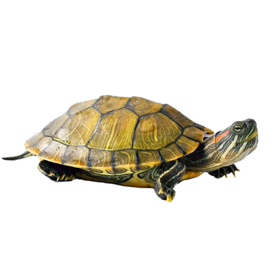 招财红耳巴西好养活乌龟