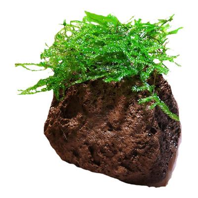 定植火山石大三角活体鱼缸造景