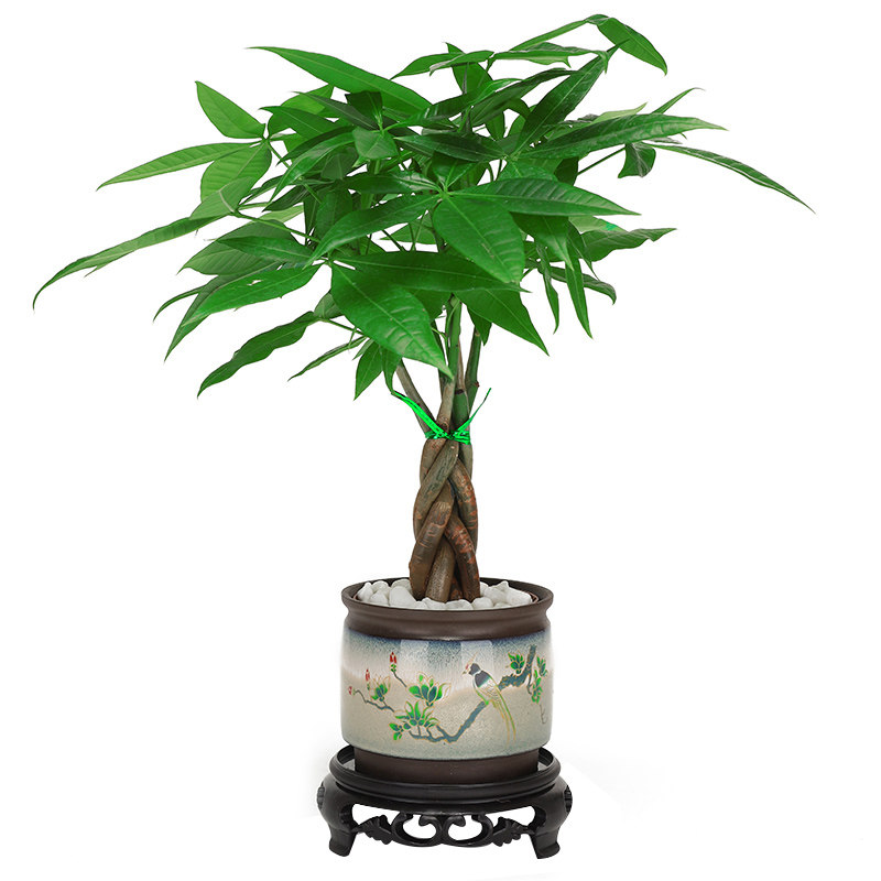 发财树盆栽室内植物花卉土养小盆景客厅绿植办公室招财陶瓷小盆栽