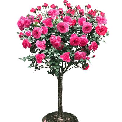 带花苞买五送一顺丰直达死苗补发