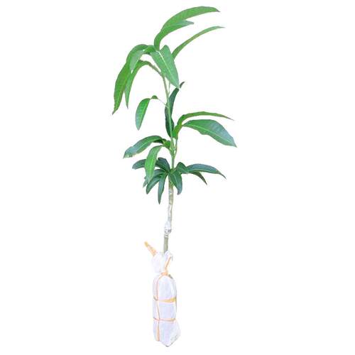 芒果树苖嫁接特大桂七芒金煌芒果苗树矮化盆地栽南方种植水果树苗