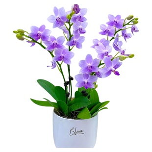 蝴蝶兰盆栽带花苞紫星耐寒花卉绿植物室内高档兰花苗四季好养易活