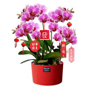 蝴蝶兰盆栽带花花苞客厅室内花卉开业乔迁新家桌面鲜花新年年宵花