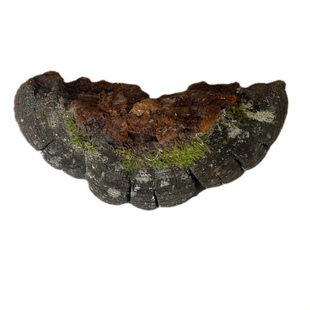 野生松树桑黄野生松针层孔菌 松木层孔菌松针灵芝 野生松针