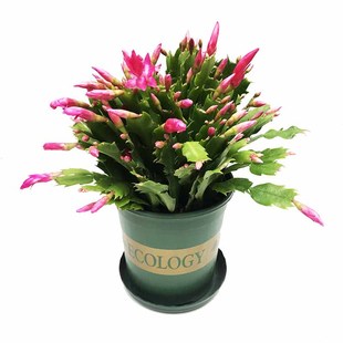 蟹爪兰盆栽带花苞多色重瓣进口嫁接螃蟹抓莲多肉花卉四季植物开花