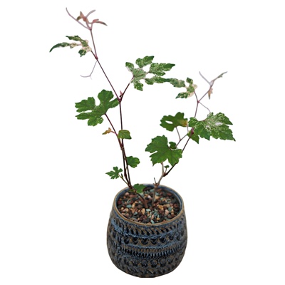 姬葡萄爬藤类植物好养可结果子