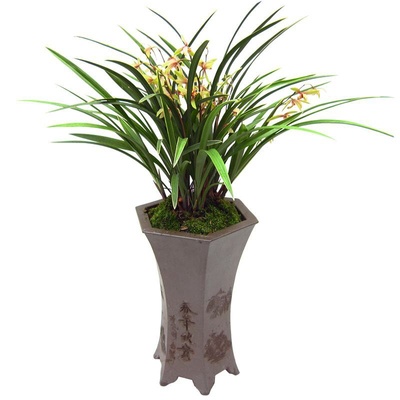 四季极易开花新手推荐浓香小桃红