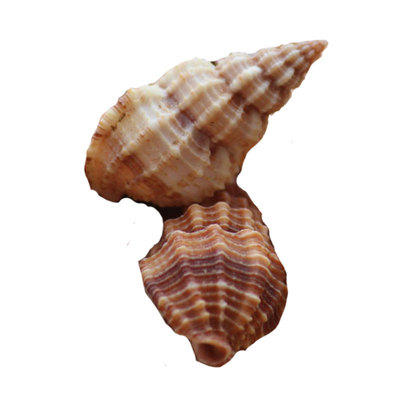 天然海螺贝壳珊瑚花刺螺摆件