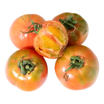 自种西红柿新鲜自然熟