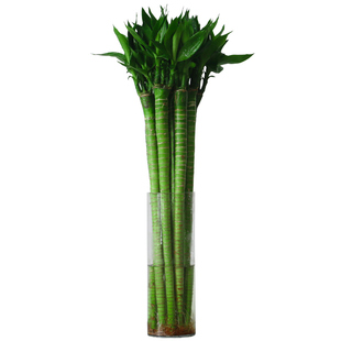 带根水养龙竹观音竹水竹子绿萝转运竹富贵竹水培植物室内桌面绿植