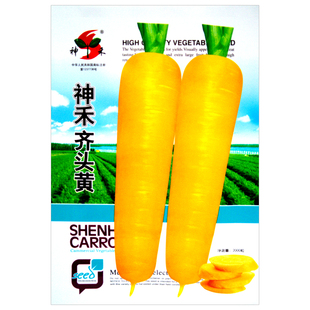 黄胡萝卜种子齐头黄萝卜甜脆水果胡萝卜种孑夏秋季萝卜籽蔬菜种孑