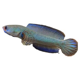 精品酒红雷龙鱼小型热带观赏鱼奶茶雷龙血斑七彩雷龙鱼活体包邮