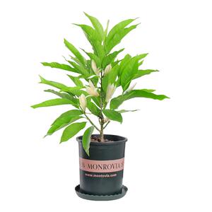 白兰花盆栽树苗带花苞浓香型花卉