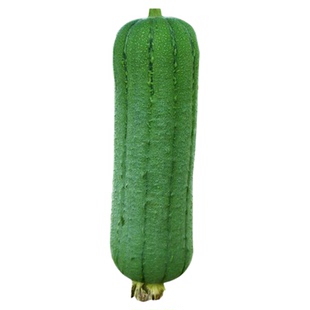 肉丝瓜种籽四季特大丝瓜蔬菜种子种高产新品种孑子菜春季水瓜老