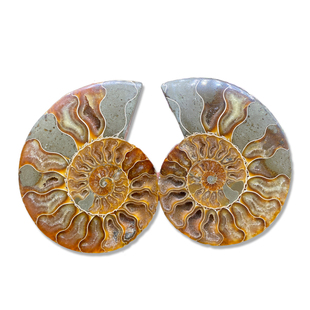 马达加斯加古生物化石玉化螺风神菊石切片标本办公家居观赏摆件