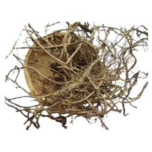 客家野生 五月 小叶艾根 艾根 老艾根 老艾头 艾草根 煲汤料