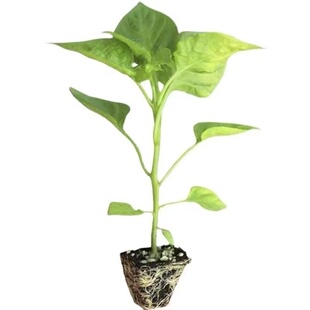 辣椒秧苗四季高产好养螺丝椒樟树港线椒薄皮灯笼椒辣妹子美人椒