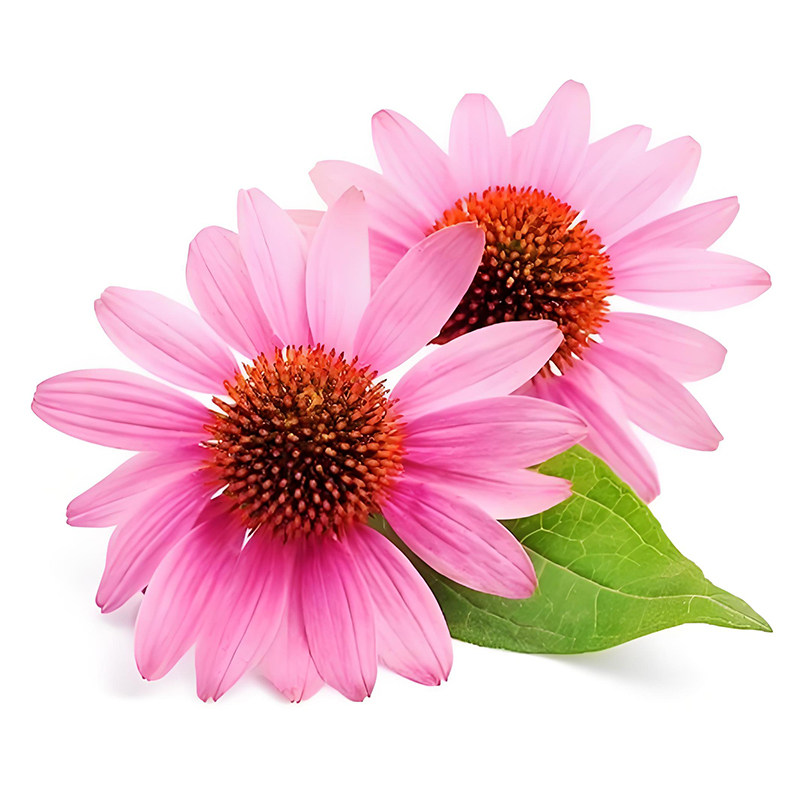 紫松果菊种子花卉种子