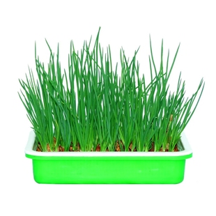 四季新鲜黄葱头种植盆栽蔬菜小葱头火葱羊葱头油葱小香葱头红葱头