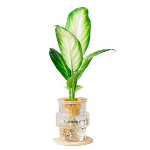 发财树水培植物室内好养白掌九里香办公室桌面绿植水养小盆栽客厅