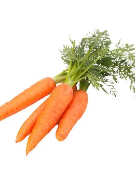 手指胡萝卜种子迷你胡萝卜种籽嫩脆儿童辅食特色蔬菜种子高产包邮
