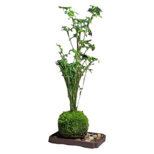 苔藓球植物米竹红观音竹金明竹水培盆景客厅室内桌面观赏竹子盆栽