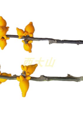 花卉客厅前台插瓶西大山鲜切枝条